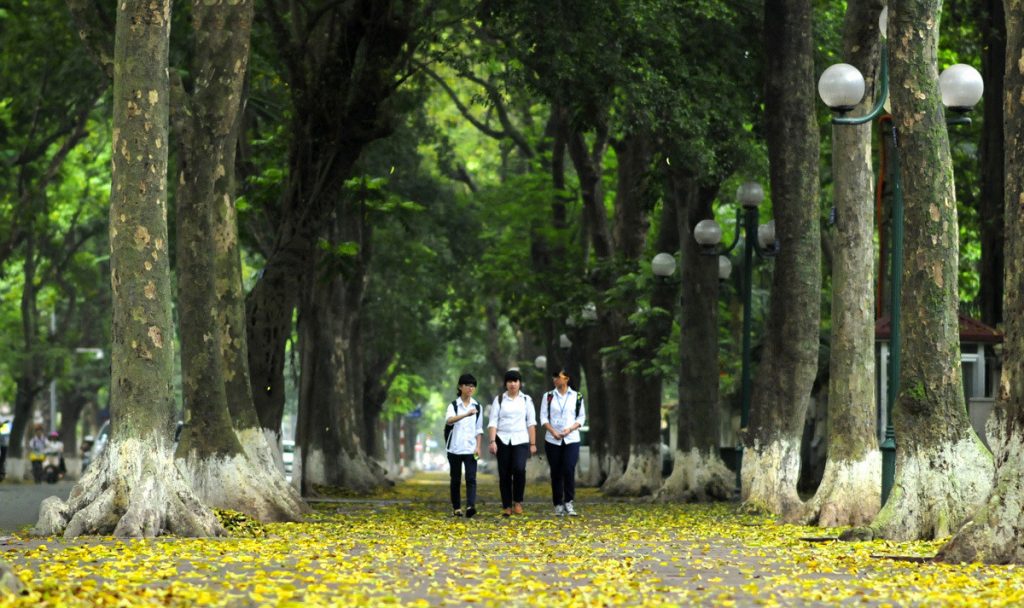 Những con đường thu Hà Nội trải đầy hoa vàng lá đỏ