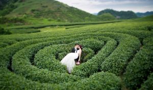 chụp ảnh cưới ở Mộc Châu