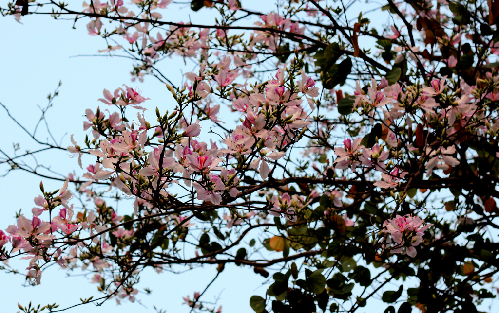 Nét quyến rũ tạo nên dấu ấn của những mùa hoa Mộc Châu