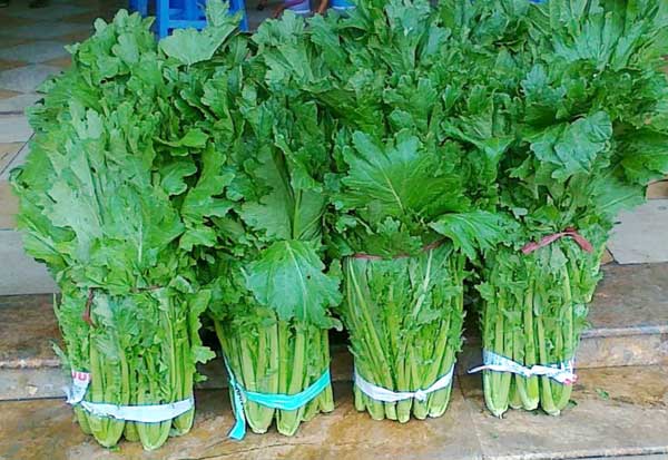 Bạn đã từng nghe đến 7 loại rau Sapa đặc sản chưa?