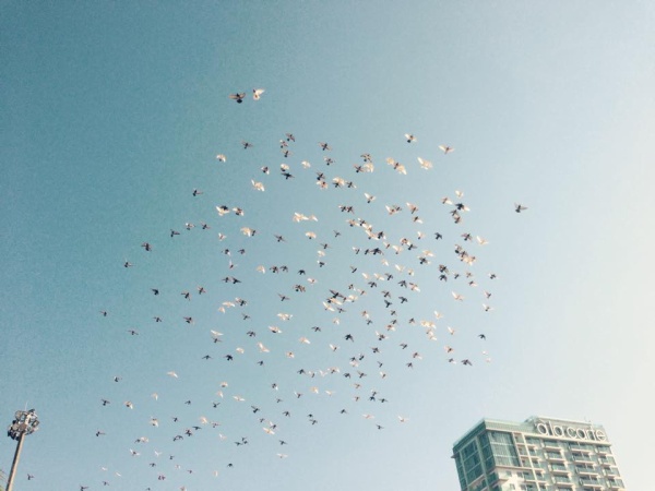Vẻ đẹp của những cánh chim bồ câu bên bờ biển Đà Nẵng