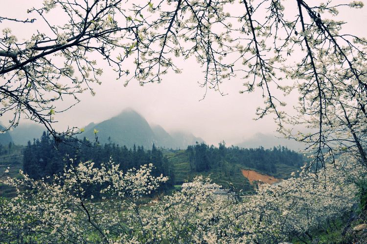 Chiêm ngưỡng sắc hoa mận Sapa nở trắng núi rừng