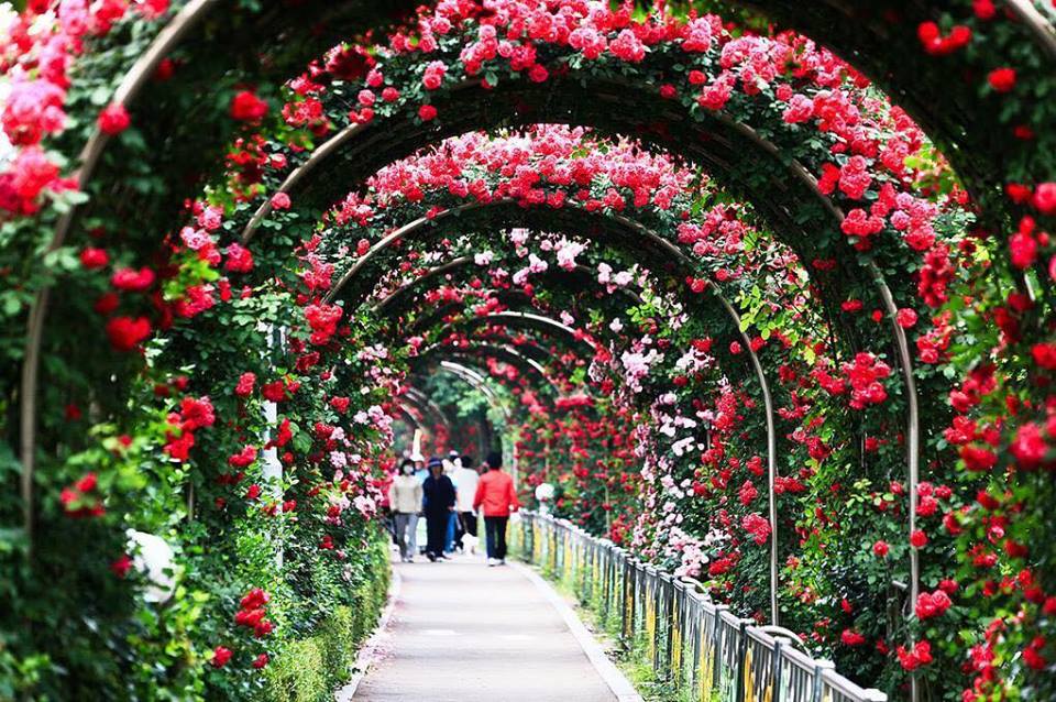 Rủ nhau check in Lễ hội hoa hồng Bulgary lớn nhất Việt Nam