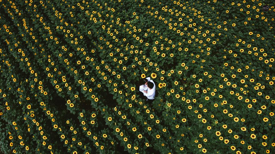 cánh đồng hoa Đà Lạt - hoa hướng dương đà lạt