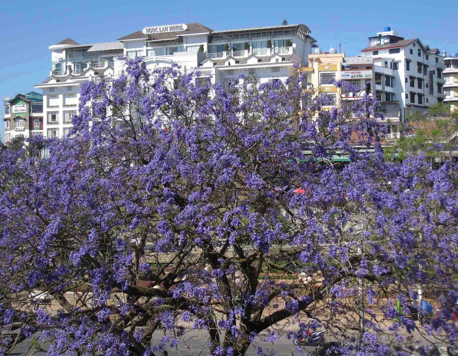 Tháng 3 – Có một mùa hoa phượng tím Đà Lạt đẹp dịu dàng đến thế