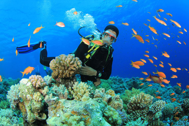 Lặn ngắm san hô – ngắm cá dưới nước ở Phù Cát quy nhơn
