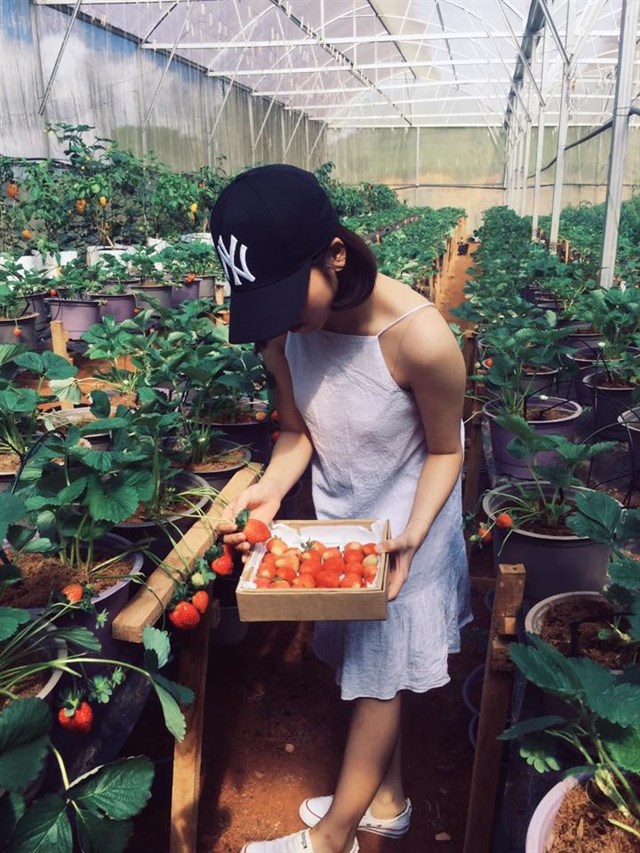 Càn quét 7 vườn dâu ở Đà Lạt đang được giới trẻ check-in rần rần